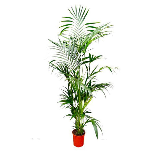 Kentia-Palme – Howea forsteriana – Zimmerpflanze – 200cm – Ø24cm – Elegante Grünpflanze für Wohnzimmer, Büro & Wintergarten – Tropische Kübelpflanze 
