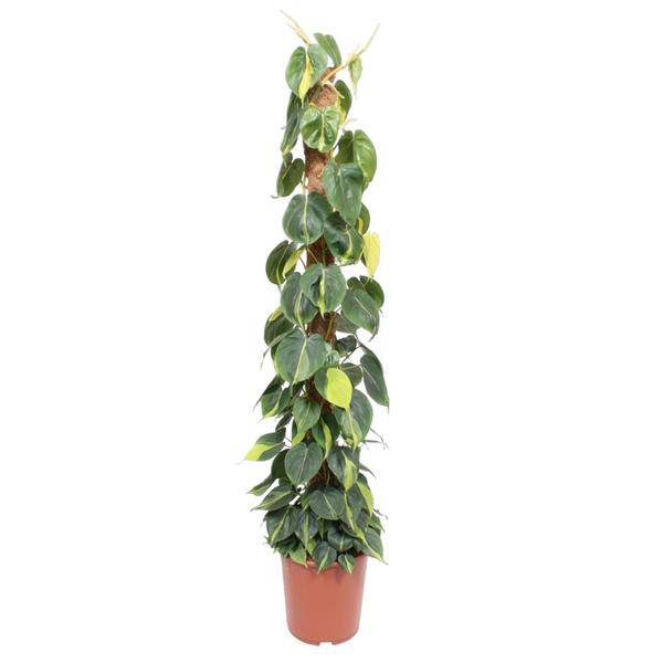 Baumfreund – Philodendron Scandens Brasil 150cm – Ø27cm – Kletterpflanze mit Moosstock – Herzförmige Blätter – Pflegeleichte Zimmerpflanze für Wohnzimmer, Büro & Wintergarten 