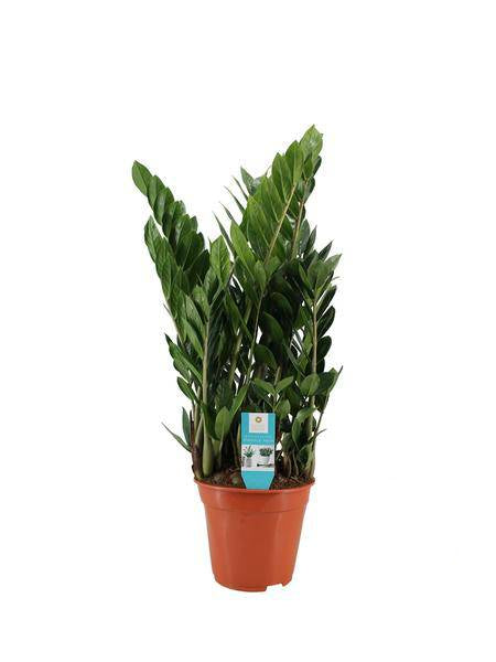 Zamioculcas – Glücksfeder – Zimmerpflanze ↕75cm – Ø21cm – Robuste & pflegeleichte Grünpflanze – Luftreinigende Pflanze für Wohnzimmer, Büro & Eingangsbereich 