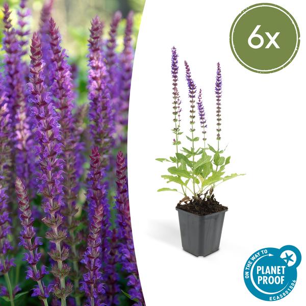 Blüten-Salbei – Salvia nemorosa 'Ostfriesland' – ↕10-25cm – Ø9cm – 6 Pflanzen – Lila Blüten – Pflegeleichte Staude – Sonniger Standort 