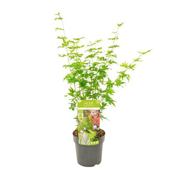 Japanischer Fächerahorn - Acer palmatum Going Green - Zimmerpflanze - Ø19cm - ↕50cm 