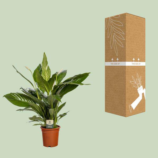 Einblatt Spathiphyllum Bingo Cupido – Zimmerpflanze – Ø19cm – 80cm Höhe – Friedenslilie mit weißen Blüten – luftreinigend & pflegeleicht 