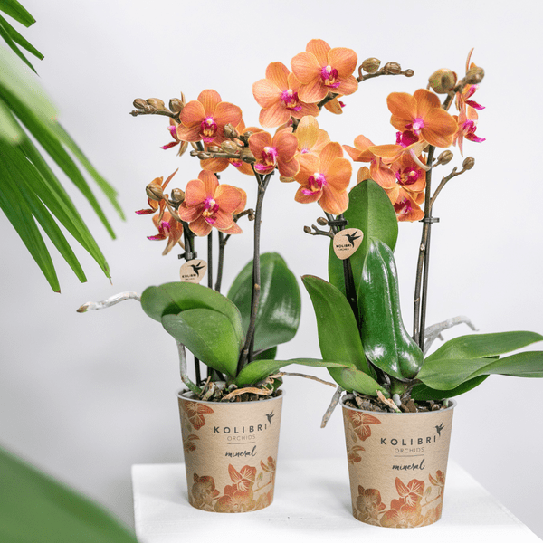 Phalaenopsis Orchideen Orange - Bozen - Topfgröße Ø9cm - blühende Zimmerpflanze - 2 Stück 