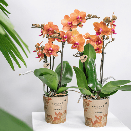 Phalaenopsis Orchideen Orange - Bozen - Topfgröße Ø9cm - blühende Zimmerpflanze - 2 Stück 