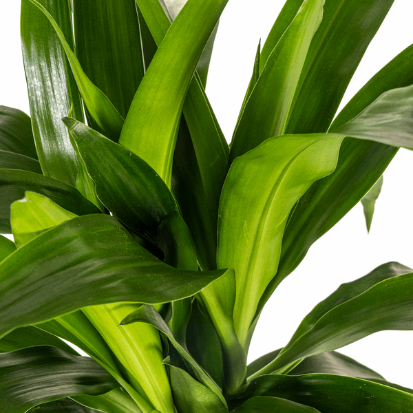 Dracaena Deremensis Lisa – Drachenbaum – Ø19cm – ↕70-90cm – Elegante Zimmerpflanze mit dunkelgrünen Blättern – Pflegeleicht & luftreinigend 
