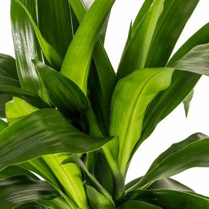 Dracaena Deremensis Lisa – Drachenbaum – Ø19cm – ↕70-90cm – Elegante Zimmerpflanze mit dunkelgrünen Blättern – Pflegeleicht & luftreinigend 