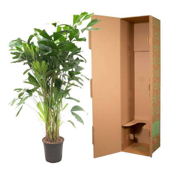 Caryota Mitis – Fischschwanzpalme – Zimmerpflanze ca. 140cm – ø24cm – Tropische Palme mit gefiederten Blättern für Wohnzimmer, Büro & Wintergarten 
