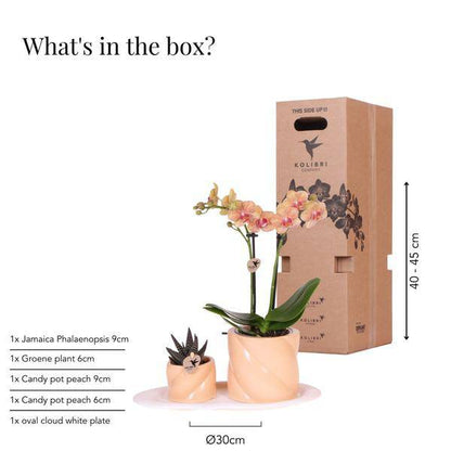 Phalaenopsis Orchidee Orange mit Grünpflanze im Candy Ziertopf auf weißem Bio-Tablett – Zimmerpflanzen Set – Geschenkidee – Dekoration 