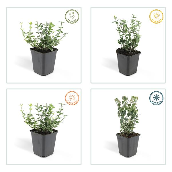 Kletter-Spindelstrauch Euonymus fortunei 'Emerald 'n Gaiety' – 6 Pflanzen – ↕10-25cm – Ø9cm – Winterhart & pflegeleicht – Bodendecker, Hecke & Solitär 