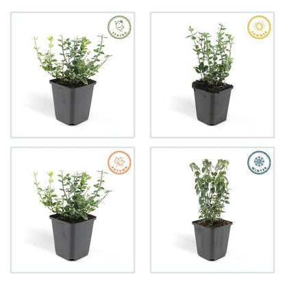 Kletter-Spindelstrauch Euonymus fortunei 'Emerald 'n Gaiety' – 6 Pflanzen – ↕10-25cm – Ø9cm – Winterhart & pflegeleicht – Bodendecker, Hecke & Solitär 