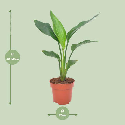 Paradiesvogelblume - Strelitzia Reginea - Zimmerpflanze - Ø12cm - ↕40cm 