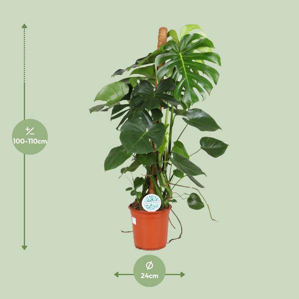 Köstliches Fensterblatt - Monstera Deliciosa - Zimmerpflanze - Ø24cm - ↕105cm 