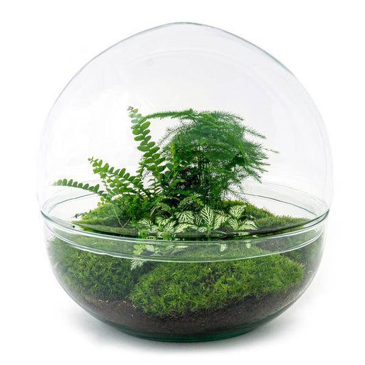 Flaschengarten DIY Bausatz – Terrarium Kuppel XL – Ø30cm – Autarkes Mini-Ökosystem – Komplett-Set mit Pflanzen, Moos & Schritt-für-Schritt-Anleitung – Nachhaltiges Geschenk 