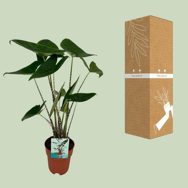 Alocasia Zebrina – Elefantenohr – Ø19cm x H75cm – Tropische Zimmerpflanze mit zebragestreiften Stielen – Exotischer Blickfang für Wohnzimmer & Büro – Pflegeleicht im Halbschatten 