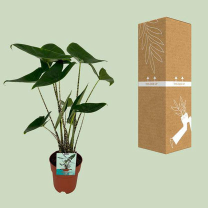 Alocasia Zebrina – Elefantenohr – Ø19cm x H75cm – Tropische Zimmerpflanze mit zebragestreiften Stielen – Exotischer Blickfang für Wohnzimmer & Büro – Pflegeleicht im Halbschatten 