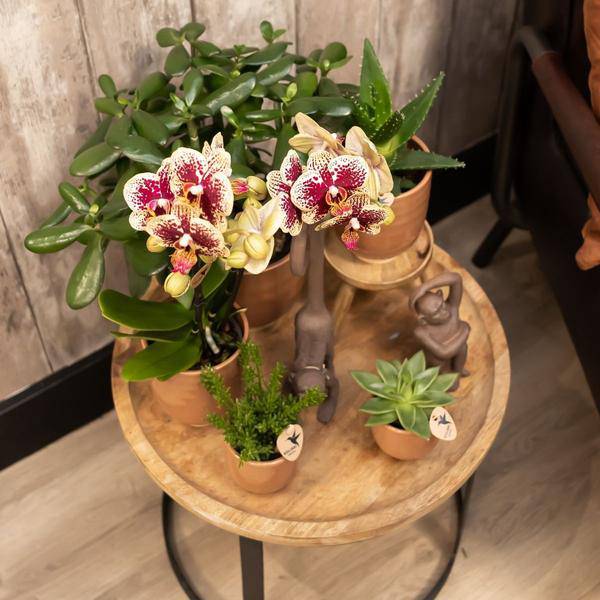 Glasierter Blumentopf Cognac – Keramik-Dekotopf Ø12cm – Handgefertigt mit Wellenmuster – Glänzende Oberfläche – Für Orchideen & Grünpflanzen – Stilvolles Interieur-Accessoire 