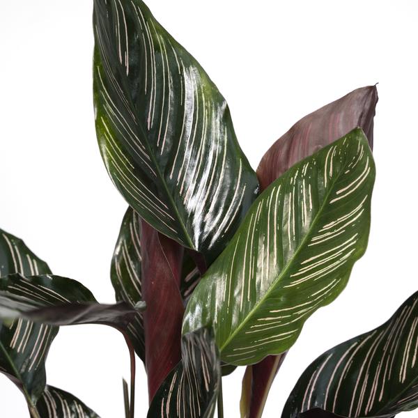 Korbmarante Calathea Ornata – Zimmerpflanze Ø14cm – ca. 50cm hoch – Exotische Blattzeichnung – Pflegeleichte Zimmerpflanze für Zuhause & Büro 