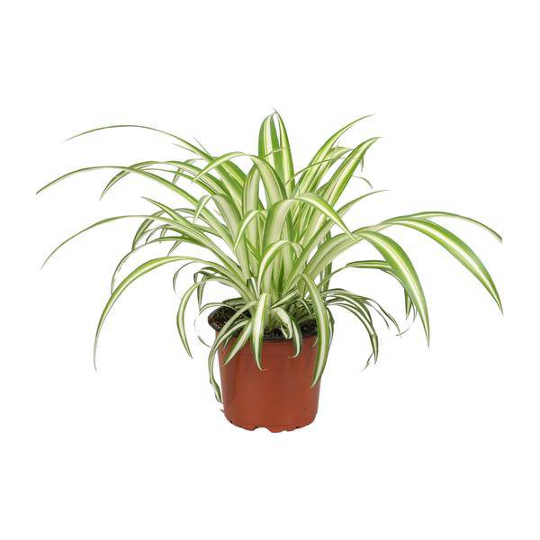 Grünlilie Chlorophytum Pflegeleichte Zimmerpflanze Ø12cm