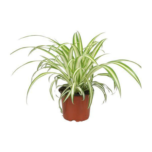 Grünlilie Chlorophytum Pflegeleichte Zimmerpflanze Ø12cm