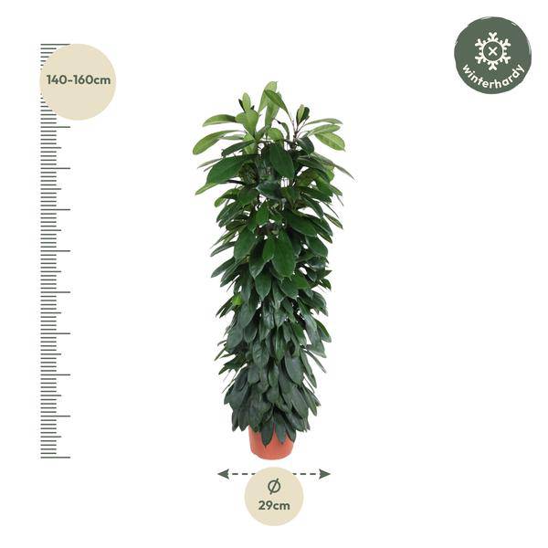 Gummibaum – Ficus Cyathistipula 150cm – Ø29cm – Elegante Zimmerpflanze mit glänzenden grünen Blättern – Immergrüne Dekopflanze für Wohnzimmer, Büro & Wintergarten – Pflegeleicht 