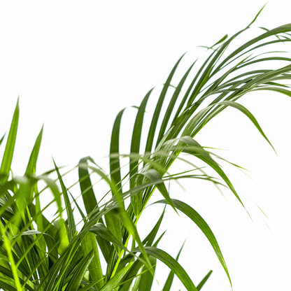 Dypsis Areca Lutescens Ø21cm - ↕100 - 120cm 
