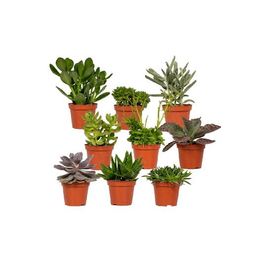 Sukkulenten Mix – 18er-Set – Ø8,5cm x H10cm – Verschiedene Arten im Kunststofftopf – Pflegeleichte Mini-Pflanzen – Für Fensterbank, Büro & DIY-Deko 