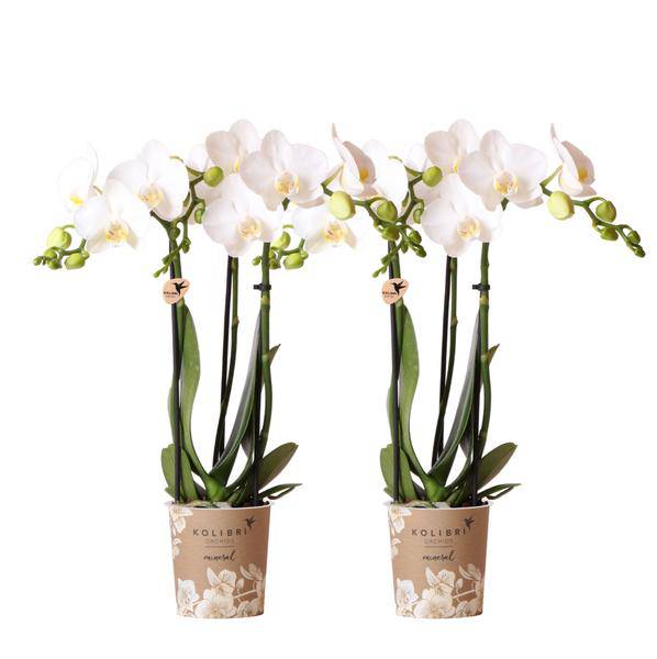 Weiße Phalaenopsis Orchideen – Amabilis – 2 Pflanzen – Blühende Zimmerpflanze Ø9cm – Multiflora-Orchidee mit 2–3 Zweigen 