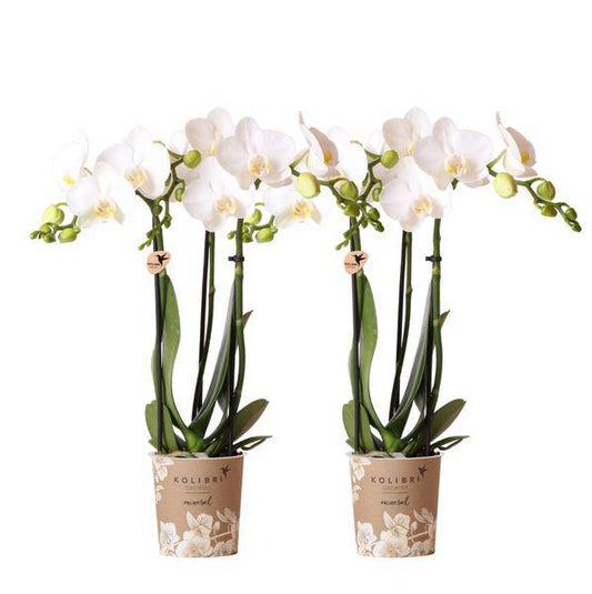 Weiße Phalaenopsis Orchideen – Amabilis – 2 Pflanzen – Blühende Zimmerpflanze Ø9cm – Multiflora-Orchidee mit 2–3 Zweigen 