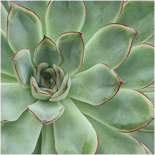 Sukkulente - Echeveria Pulidonis in Schale 'Rosa' - Zimmerpflanze - Ø20cm - ↕5cm 