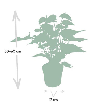 Flamingoblume - Anthurium Rot - Zimmerpflanze - Ø17cm - ↕55cm – Elegante rote Blüten – Pflegeleichte Zimmerpflanze 