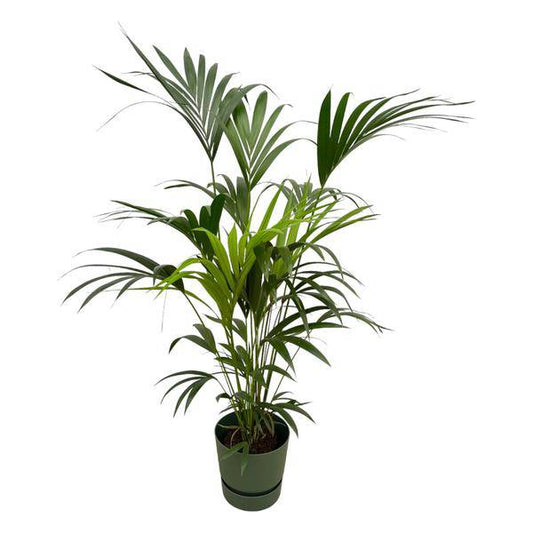 Kentia Palme – Forstersche Kentia – Zimmerpflanze ca. 160cm – ø30cm – inkl. Pflanzgefäß Greenville Grün – Tropische XL-Zimmerpalme für Wohnzimmer, Büro & Wintergarten 