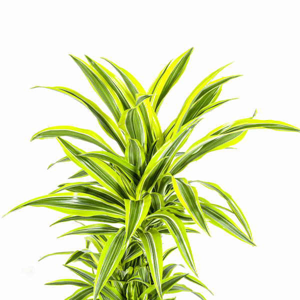 Dracaena Deremensis Lemon Lime – Drachenbaum – Ø24cm – ↕130-150cm – Exotische Zimmerpflanze mit grün-gelben Blättern – Pflegeleicht & luftreinigend 