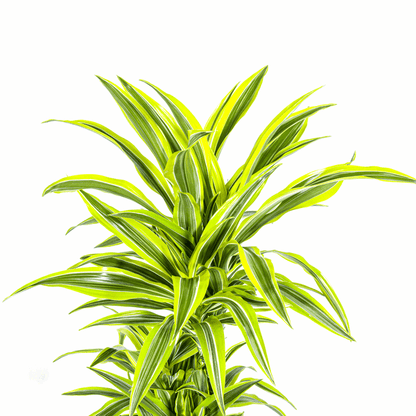 Dracaena Deremensis Lemon Lime – Drachenbaum – Ø24cm – ↕130-150cm – Exotische Zimmerpflanze mit grün-gelben Blättern – Pflegeleicht & luftreinigend 