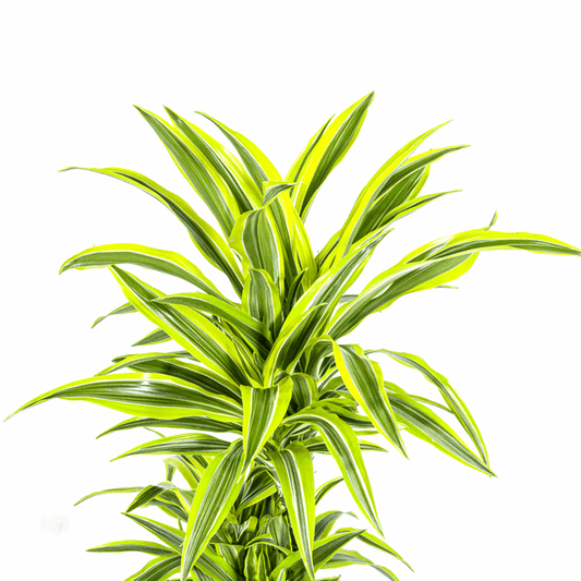 Dracaena Deremensis Lemon Lime – Drachenbaum – Ø24cm – ↕130-150cm – Exotische Zimmerpflanze mit grün-gelben Blättern – Pflegeleicht & luftreinigend 