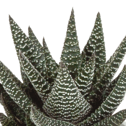 Sukkulente - Gasteria/Haworthia - Mix 8,5cm - 3 Stück + Topf 