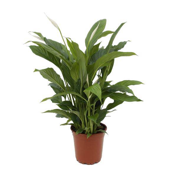 Einblatt – Spathiphyllum Torelli – Friedenslilie Zimmerpflanze 65cm – Ø17cm – Grünpflanze mit weißen Blüten – Luftreinigende Zimmerpflanze für Wohnzimmer, Schlafzimmer & Büro – Pflegeleicht 