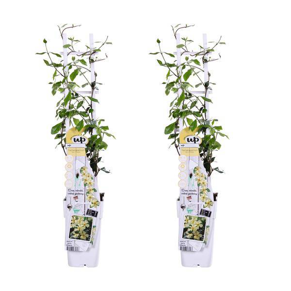 Sternjasmin Trachelospermum 'Star of Toscana' – 2er-Set – ca. 65cm hoch Ø15cm – Immergrüne, winterharte Kletterpflanze mit duftenden gelben Blüten – Für Balkon, Terrasse & Garten 