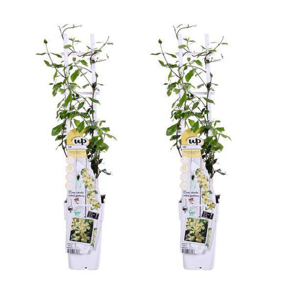 Sternjasmin Trachelospermum 'Star of Toscana' – 2er-Set – ca. 65cm hoch Ø15cm – Immergrüne, winterharte Kletterpflanze mit duftenden gelben Blüten – Für Balkon, Terrasse & Garten 