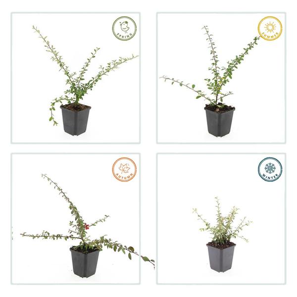 Teppichmispel Cotoneaster suecicus 'Coral Beauty' – ↕10-25cm – Ø9cm – 6 Pflanzen – Winterharter Bodendecker – Niedrig wachsend – Sonne & Schatten – Pflegeleicht 