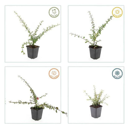 Teppichmispel Cotoneaster suecicus 'Coral Beauty' – ↕10-25cm – Ø9cm – 6 Pflanzen – Winterharter Bodendecker – Niedrig wachsend – Sonne & Schatten – Pflegeleicht 