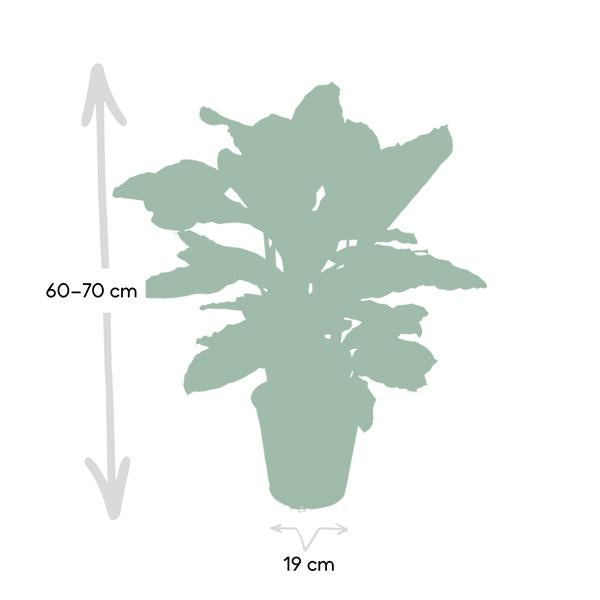 Calathea Zebrina – Pfauenpflanze – Zimmerpflanze – Ø19cm x ↕80cm – Tropische Blattpflanze mit Zebramuster – Luftreinigend & pflegeleicht – Für helle Innenräume 