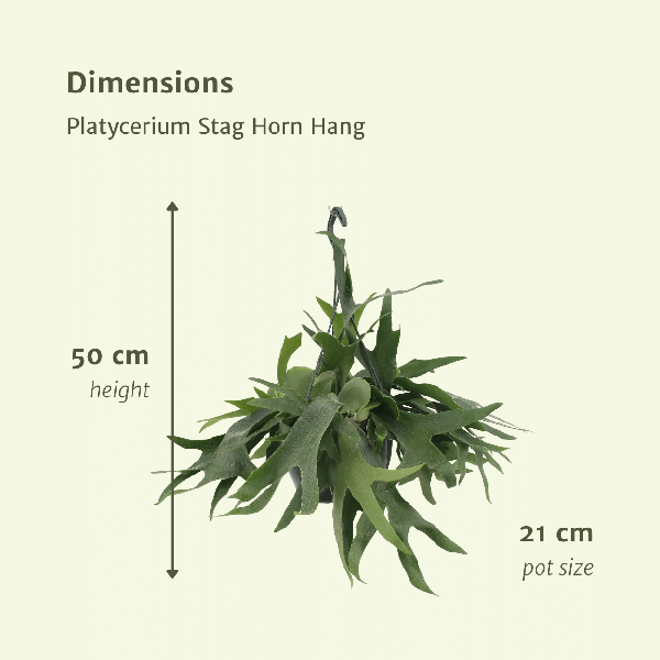 Geweihfarn – Platycerium - Hirschhornfarn – Zimmerpflanze – Ø21 cm – ca. 50 cm hoch – Hängepflanze & Wanddeko – Pflegeleicht & dekorativ – Für helle Standorte 
