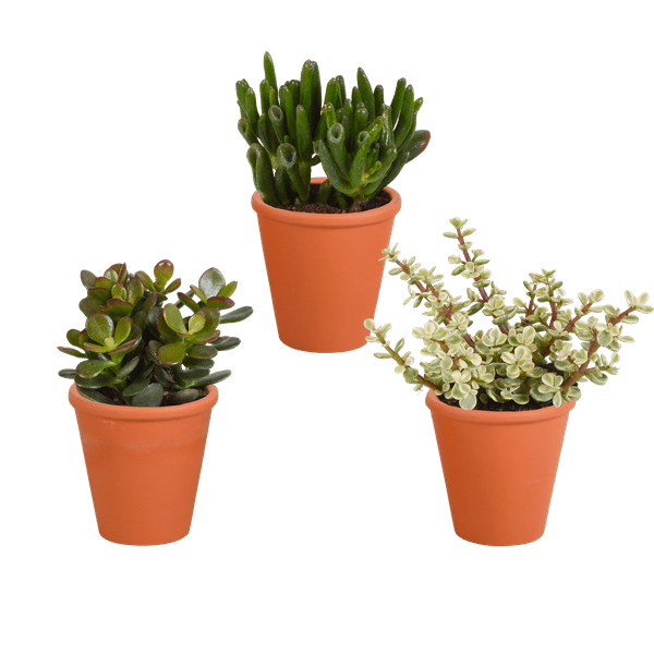 Dickblatt - Crassula - Mix - 8,5 cm - 3 Stück - im Terrakotta-Topf 