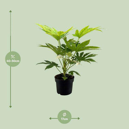 Zimmeraralie Fatsia Japonica Spider Web – Zimmerpflanze – Ø17cm – Höhe ca. 50cm – Exotisches, dekoratives Blattwerk 