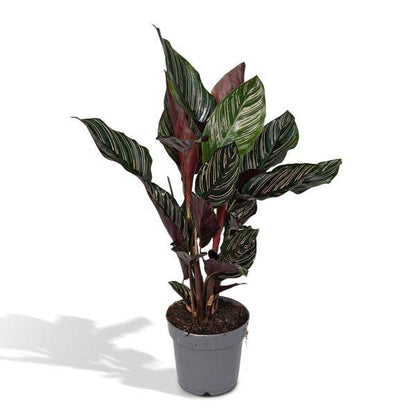 Korbmarante Calathea Ornata – Zimmerpflanze Ø14cm – ca. 50cm hoch – Exotische Blattzeichnung – Pflegeleichte Zimmerpflanze für Zuhause & Büro 