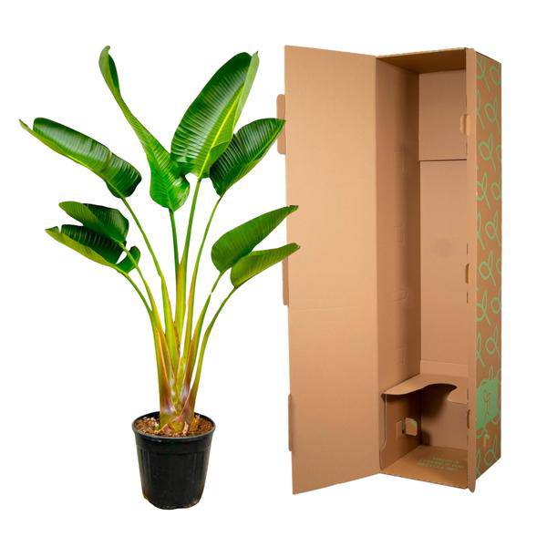 Baum-Strelitzie – Strelitzia Augusta – ca. 160cm hoch – Ø24cm – Exotische Zimmerpflanze mit großen Blättern – Weißer Paradiesvogel mit eleganter Fächerform – Tropische Grünpflanze für Wohnzimmer & Büro 
