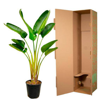 Baum-Strelitzie – Strelitzia Augusta – ca. 160cm hoch – Ø24cm – Exotische Zimmerpflanze mit großen Blättern – Weißer Paradiesvogel mit eleganter Fächerform – Tropische Grünpflanze für Wohnzimmer & Büro 
