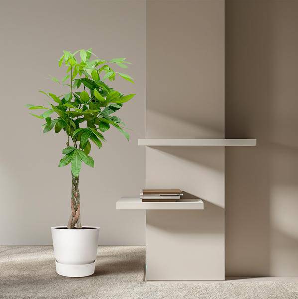 Glückskastanie – Pachira Aquatica – Zimmerpflanze 150cm – Ø27cm – Geldbaum mit geflochtenem Stamm – Exotische Grünpflanze für Wohnzimmer & Büro – Pflegeleicht 