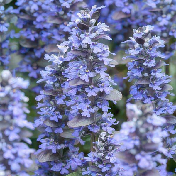 Kriechender Günsel Ajuga reptans – 6 Pflanzen – ↕10-25cm – Ø9cm – Bodendecker – Halbschatten & Schatten – Blühend & pflegeleicht 