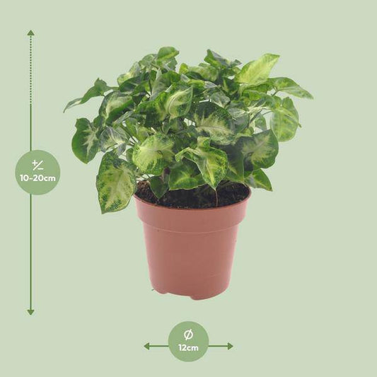 Purpurtute - Syngonium Pixie - Zimmerpflanze - Ø12cm - ↕20cm 